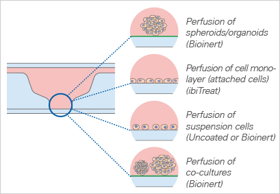 S_8035X_Spheroid_Perfusion_Applications.jpg