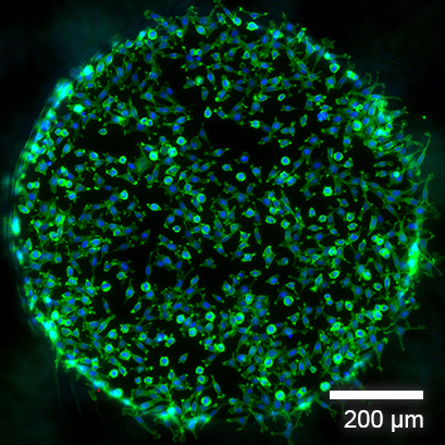 S_8035X_Adherent_Cells.jpg