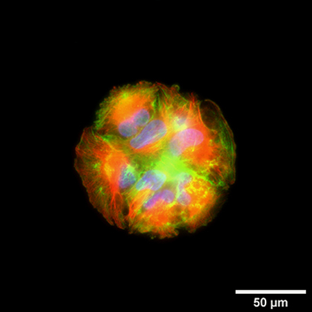 S_83XXX_Slide_microPattern_cells08.jpg