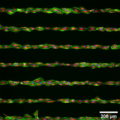 S_83XXX_Slide_Test_Pattern_cells05.jpg