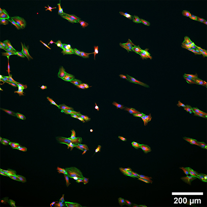 S_83XXX_Slide_Test_Pattern_cells03.jpg